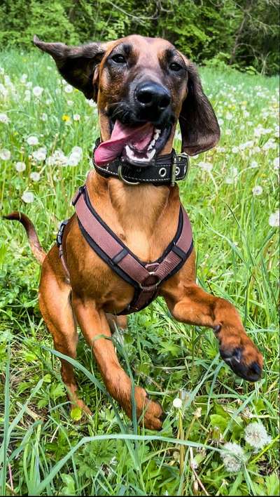 Hunde im Urlaub-Beitrag-Bild