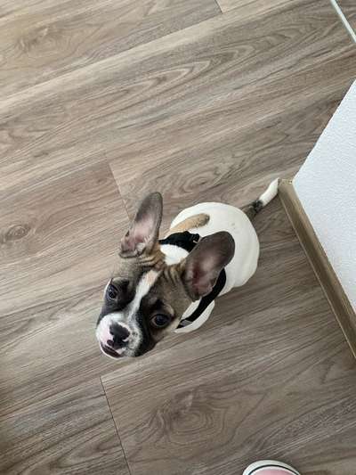 Zeigt her eure Frenchi-Beitrag-Bild