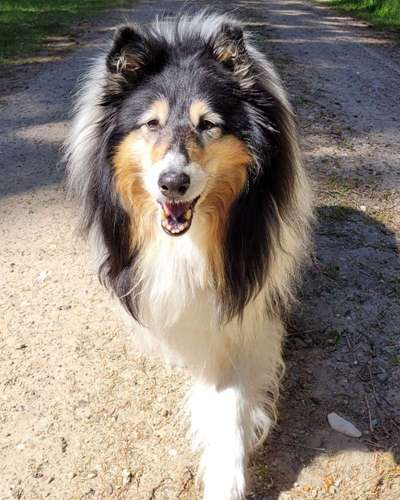 Fronline oder advantix-Beitrag-Bild