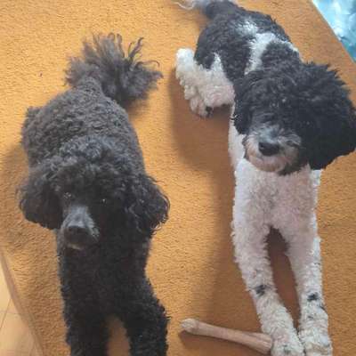 Hundetreffen-Spielen, Gassie-Runden und Kontakte knüpfen-Bild