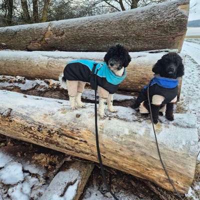 Hundetreffen-Gassierunde,  Playdates , Neue Bekanntschaften und Freunde.-Bild