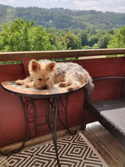 Yorkshire Terrier-Beitrag-Bild
