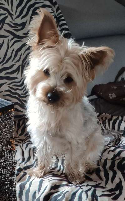 Yorkshire Terrier-Beitrag-Bild