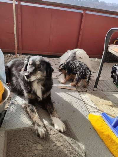 Hunde aus Griechenland-Beitrag-Bild