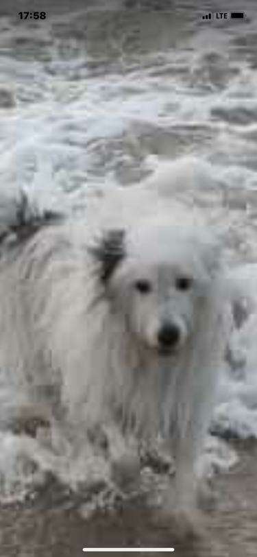 Dogorama Photo Challenge - Tierischer Urlaub-Beitrag-Bild