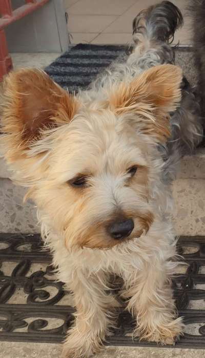 Yorkshire Terrier-Beitrag-Bild