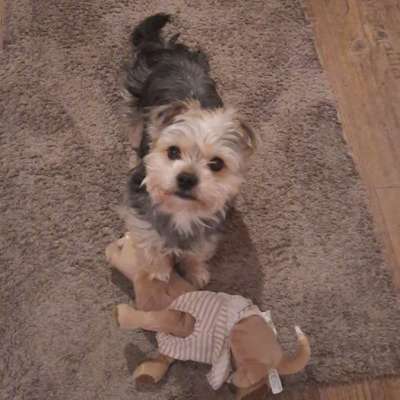 Hundetreffen-Kleine-Hunde-Treffen-Bild