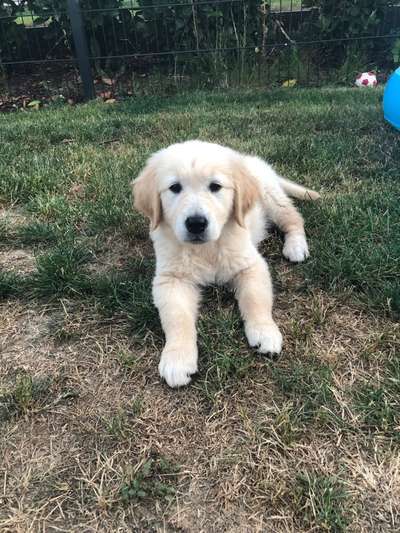 Wo sind die Golden Retriever Liebhaber?-Beitrag-Bild