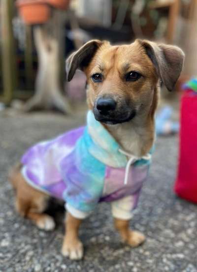 Mischlingshunde Foto Aufruf-Beitrag-Bild