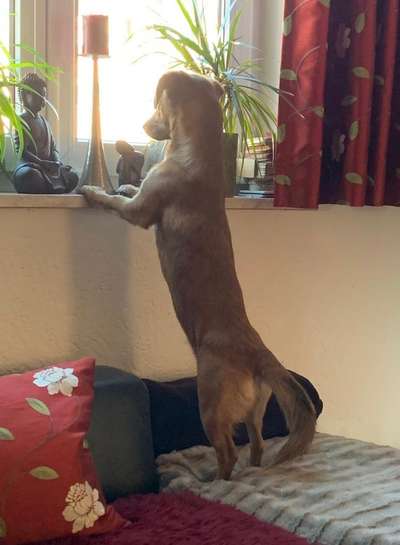 Dogorama Photo Challenge - Durchblick-Beitrag-Bild