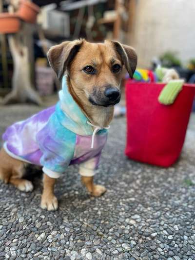 Mischlingshunde Foto Aufruf-Beitrag-Bild