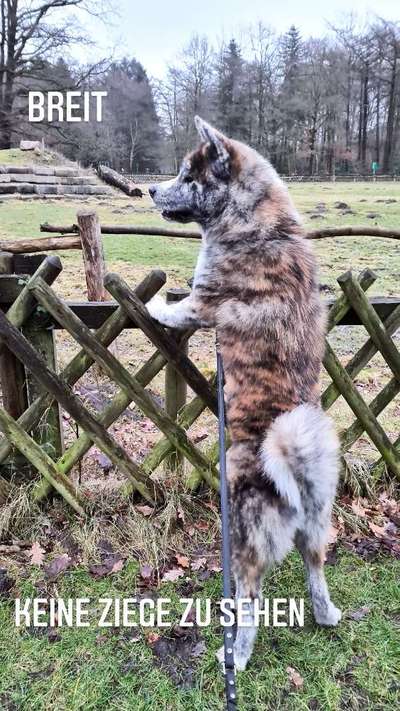 Hundetreffen-Gassirunde im Speckenbüttler Park-Bild