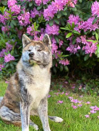 Akita Inu/American Akita (Mix) halter.-Beitrag-Bild