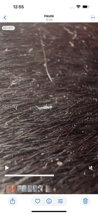 Wurmbefall ?-Beitrag-Bild