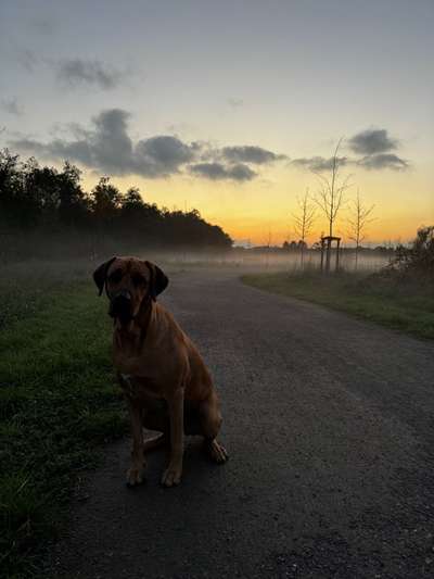 Hundetreffen-Molosser Runde-Bild