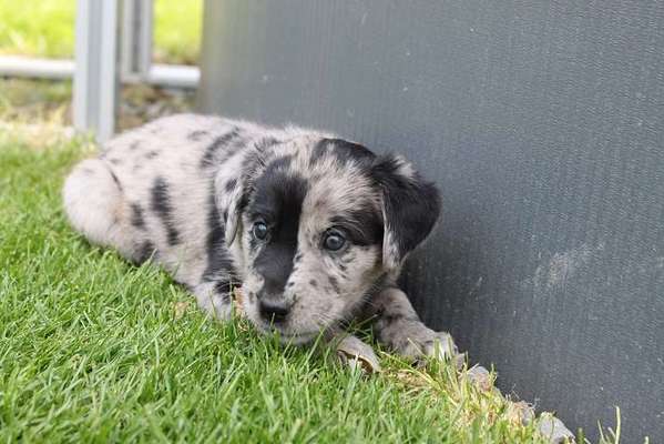 Welpen Bilder !-Beitrag-Bild