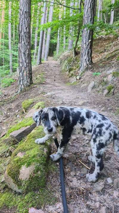 Australian Shepherd Mix-Beitrag-Bild