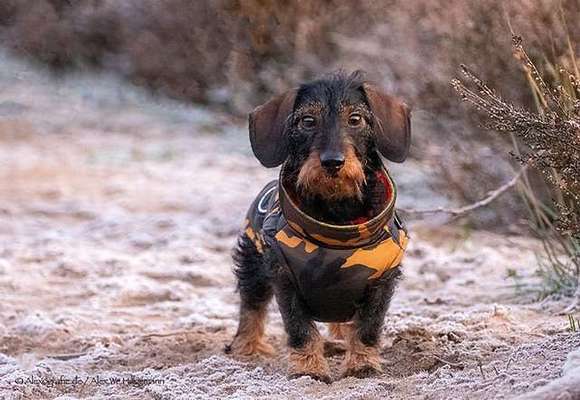 Dein Hund im Dogorama-Kalender 2021-Beitrag-Bild