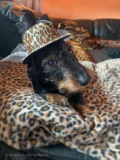 Hunde Memes-Beitrag-Bild