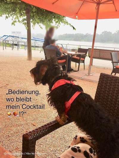 Hunde Memes-Beitrag-Bild