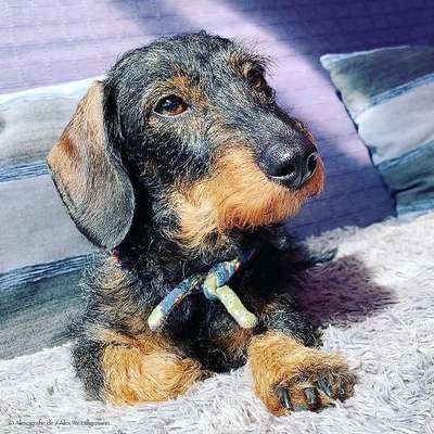 Dein Hund im Dogorama-Kalender 2021-Beitrag-Bild