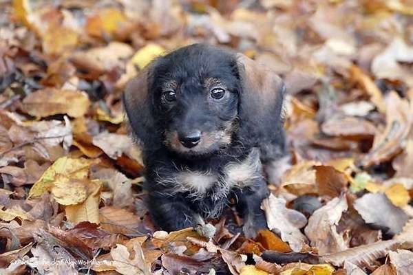 Dein Hund im Dogorama-Kalender 2021-Beitrag-Bild