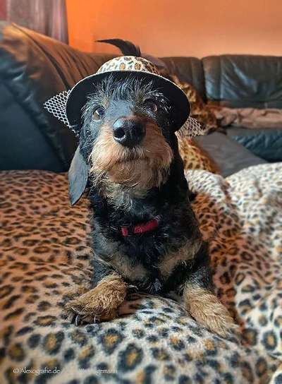 Hunde Memes-Beitrag-Bild