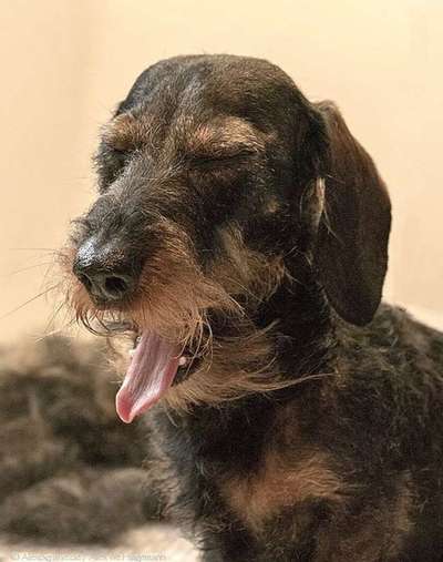 Hunde Memes-Beitrag-Bild