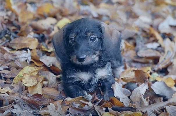 Welpen Bilder !-Beitrag-Bild