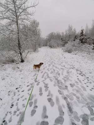 Hundeauslaufgebiet-Elsteraue Saaleufer-Bild