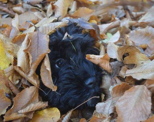 Englisch Cocker Spaniel-Beitrag-Bild