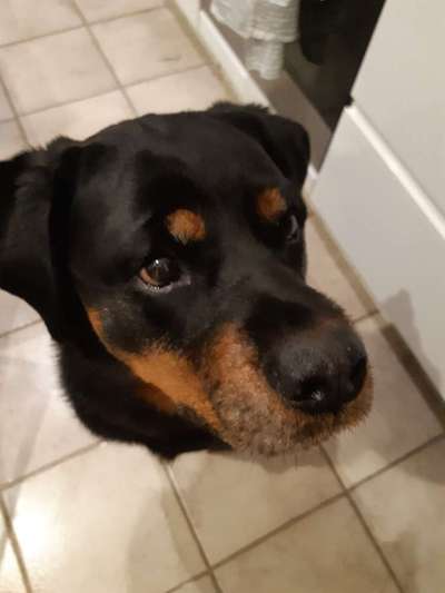 Unsere Fellnasen im Regenbogenland-Beitrag-Bild