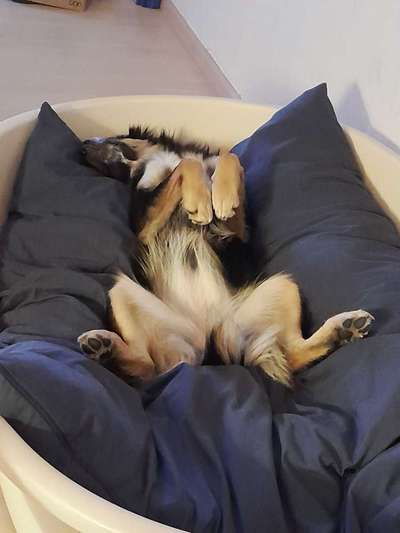 Dogorama Photo Challenge - Zeigt her eure Bäuche-Beitrag-Bild