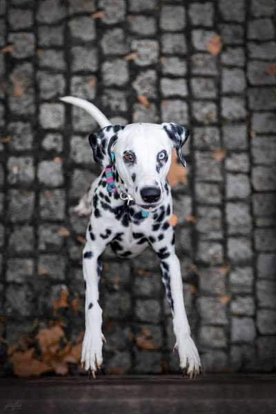 Die Dogorama Kalender Challenge Teil 1/4-Beitrag-Bild