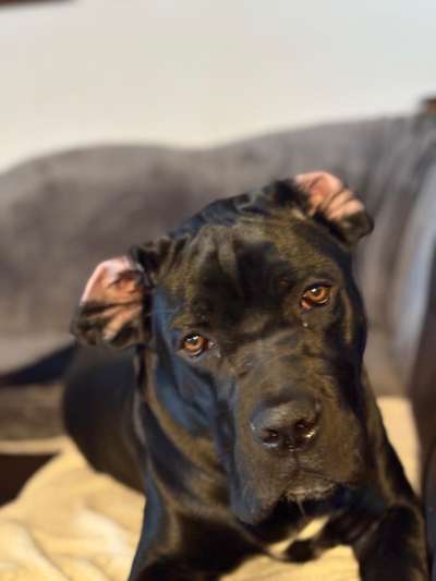 Hundetreffen-Spielgefährte für jungen Cane Corso Rüden-Bild