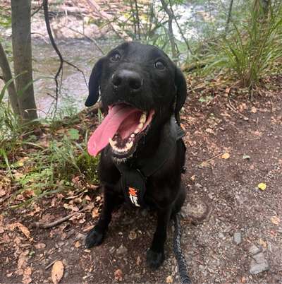 Hundetreffen-Canicrossrunde-Bild