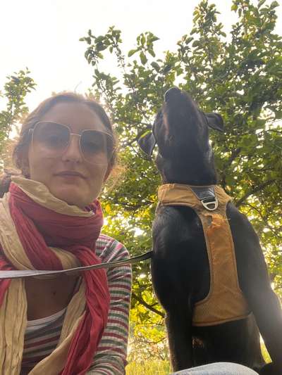 Hundetreffen-Hundetreffen, Gassi- oder Spielerunde-Bild
