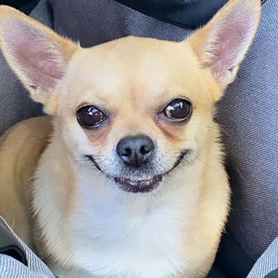 Hundetreffen-Chihuahua Runde am Bramfelder See-Profilbild