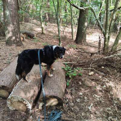 Foto -Challenge  Thema : Dein Hund Im Wald-Beitrag-Bild