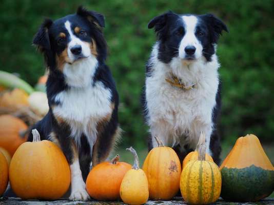 Hundetreffen-Aussie, Border oder Mix Travemünde-Bild