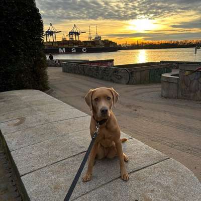 Hundetreffen-Gassi gehen / trainieren-Bild