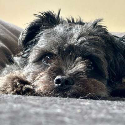 Hundetreffen-Gemeinsam joggen mit Hund-Bild