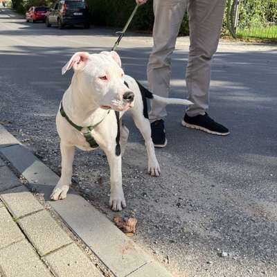 Hundetreffen-Gassirunde Treffurt