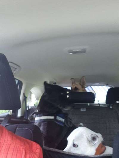 Welches Auto ist geeignet?-Beitrag-Bild