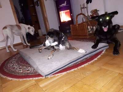 Mischlinge - die beste Rasse die es gibt-Beitrag-Bild