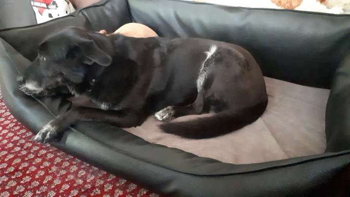 Hundebett gesucht-Beitrag-Bild