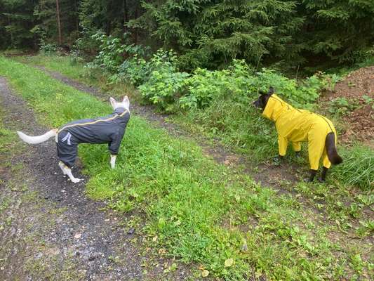 Hundemantel / Hundepullover-Beitrag-Bild