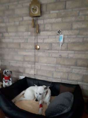 Knochen Ja oder Nein?-Beitrag-Bild