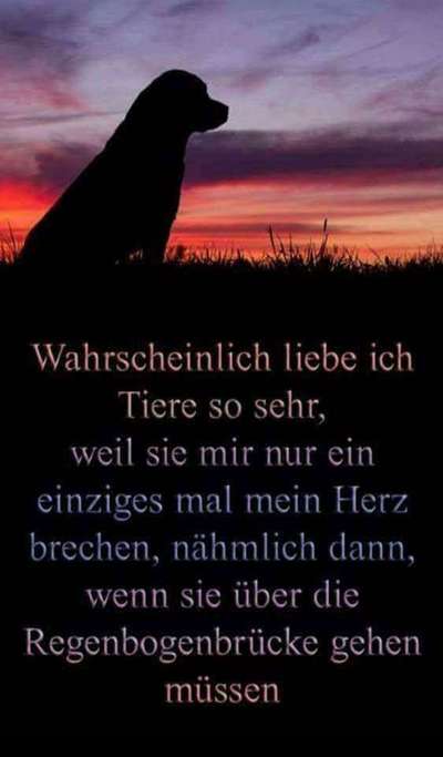 Hunde sprüche-Beitrag-Bild
