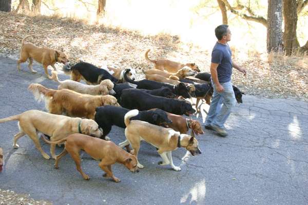 Cesar Millan-Beitrag-Bild